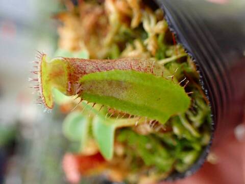 商品一覧 - Y's Exotics （山田食虫植物農園）