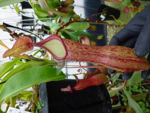 Nepenthes（ネペンテス/ウツボカズラ）の商品一覧 | Y's Exotics 