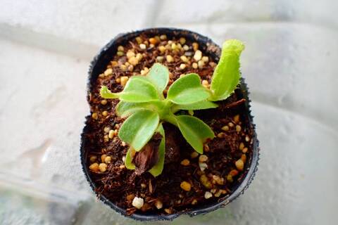 五色蔦(希少品) 五色蔦(希少品)