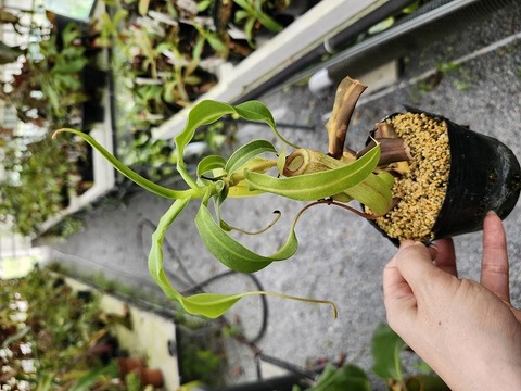 商品一覧 - Y's Exotics （山田食虫植物農園）