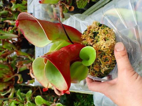 ヘリアンフォラ H.uncinata 食虫植物 商品一覧 - Y's Exotics （山田食虫植物農園）
