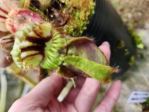 商品一覧 | Y's Exotics （山田食虫植物農園）