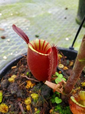 Nepenthes（ネペンテス/ウツボカズラ）の商品一覧 | Y's Exotics （山田食虫植物農園）