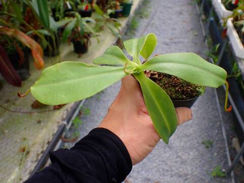 R644 5-3 N. veitchii x northiana red Y's Lab