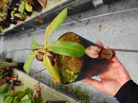Y988 5-1 N. (sumatrana x boschiana) x campanulata konan