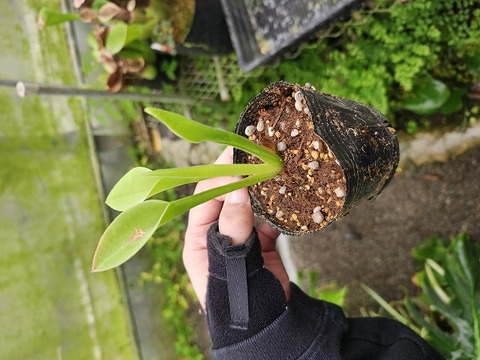Y594 1-1 H. exappendiculata (Amuri Tepui) AW