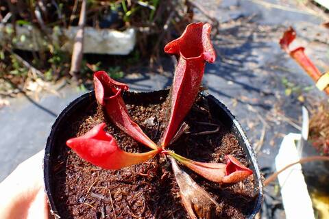 商品一覧 - Y's Exotics （山田食虫植物農園）