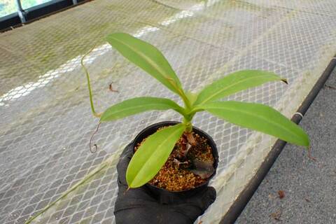 Y371 5-3 N. merrilliana x maxima 一正園