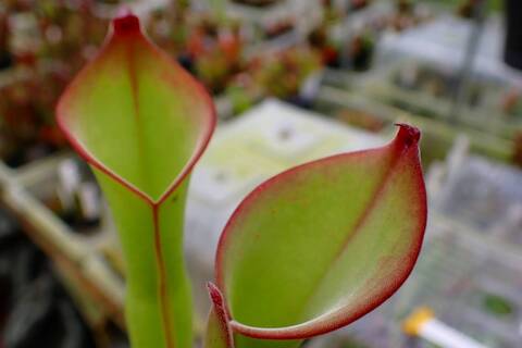 Heliamphora（ヘリアンフォラ）の商品一覧 | Y's Exotics （山田