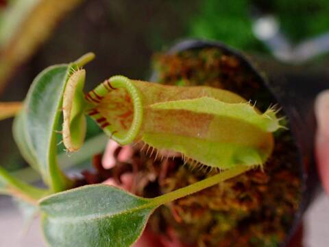 食虫植物N. xtrusmadensis AW clone:3 Animal Tree – Clone Freak