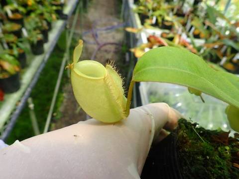 Nepenthes（ネペンテス/ウツボカズラ）の商品一覧 | Y's Exotics （山田食虫植物農園）