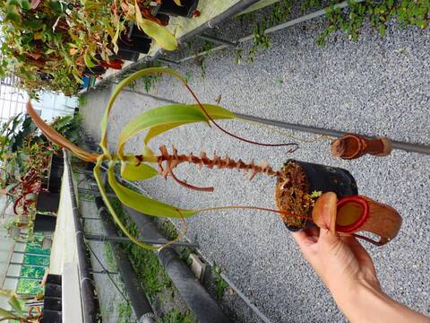商品一覧 - Y's Exotics （山田食虫植物農園）