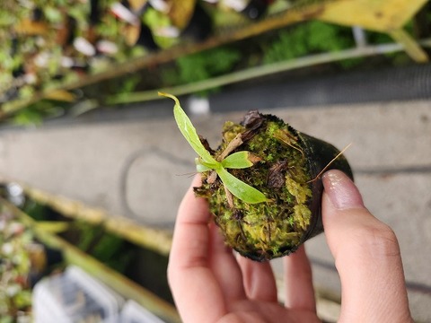 商品一覧 - Y's Exotics （山田食虫植物農園）