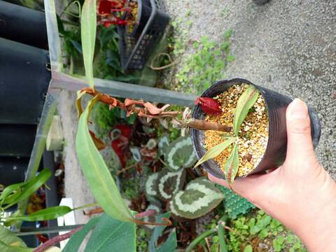 R198 3-3 N. viking x ampullaria variegata KIN