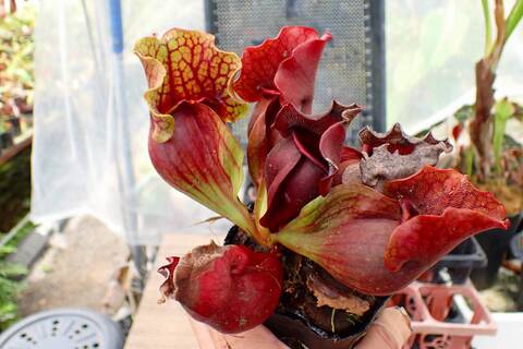 R621 1H S. purpurea ssp. venosa (伊勢花菖蒲園選別丸形株 No.16) MS