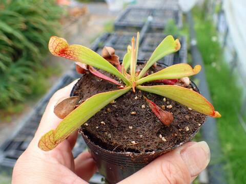 商品一覧 - Y's Exotics （山田食虫植物農園）