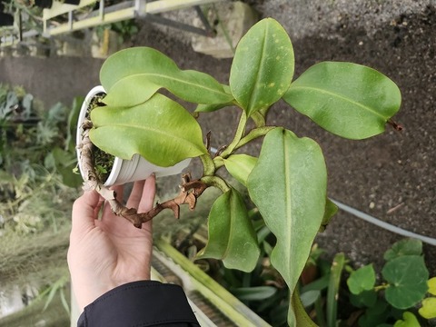 J581 3-3 N. veitchii `Akazukin' x veitchii Bario stripe peristome Y's 