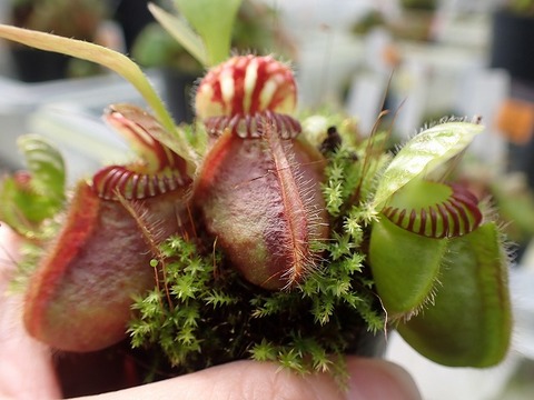 商品一覧 - Y's Exotics （山田食虫植物農園）