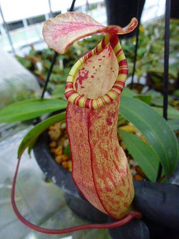 Nepenthes（ネペンテス/ウツボカズラ）の商品一覧 | Y's Exotics （山田食虫植物農園）