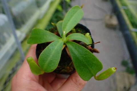 特③現品限り超特大な壺を持つネペンテス・ミランダ Nepenthes（ネペンテス/ウツボカズラ）の商品一覧 | Y's Exotics