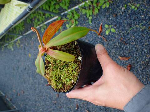 商品一覧 - Y's Exotics （山田食虫植物農園）