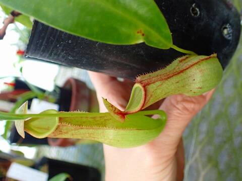 商品一覧 - Y's Exotics （山田食虫植物農園）