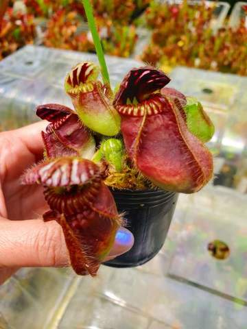 Cephalotus follicularis （セファロタス/フクロノユキノシタ）の商品