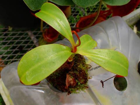 O124 1-4  N. spectabilis giant x edwardsiana #NNN