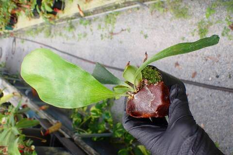 商品一覧 - Y's Exotics （山田食虫植物農園）