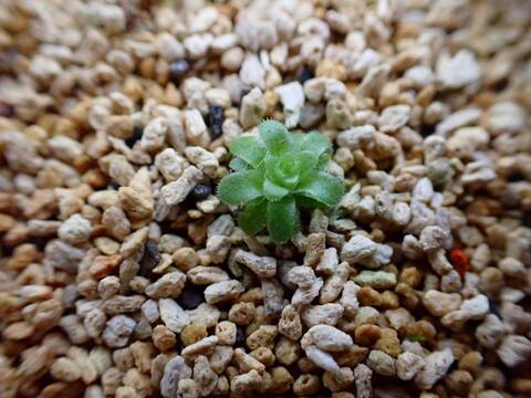 Y281 1-2 P. colimensis [BCP ID# P145,P378,P1352,P1402]