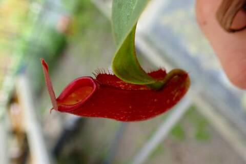 Nepenthes（ネペンテス/ウツボカズラ）の商品一覧 | Y's Exotics