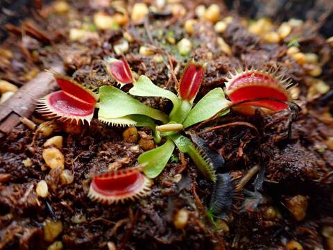 J540 5-2 Dionaea muscipula `Red Purple'  [BCP #1499] BCP