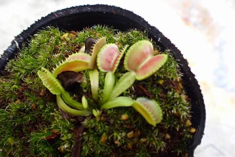 才蔵　ハエトリソウ 本店】レアなハエトリソウ再入荷しました🌿 | ザ・ガーデンの