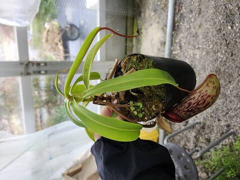 Nepenthes（ネペンテス/ウツボカズラ）の商品一覧 | Y's Exotics （山田食虫植物農園）