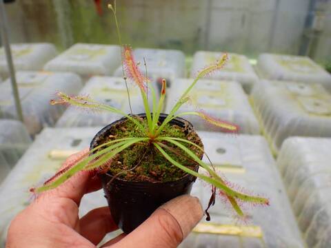 P368 1-3 D. capensis