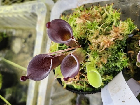 商品一覧 - Y's Exotics （山田食虫植物農園）