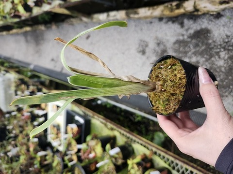 ブロッキニア ヘクチオイデス　akopan 食虫植物　brocchinia ブロッキニア ヘクチオイデス 3点セット brocchinia 食虫植物