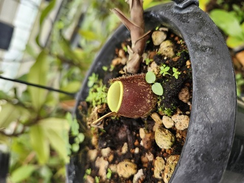 Nepenthes ramos ネペンテス ラモス 食虫植物 Nepenthes Species（ネペンテス原種）の商品一覧 | Y's Exotics （山田