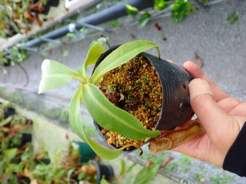 商品一覧 - Y's Exotics （山田食虫植物農園）
