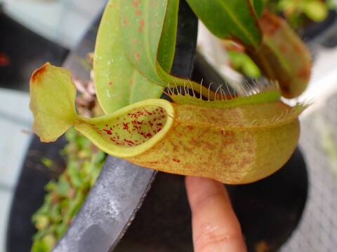 P708 5-3 #BBB N. Louisa