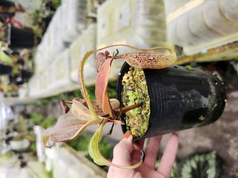 商品一覧 - Y's Exotics （山田食虫植物農園）