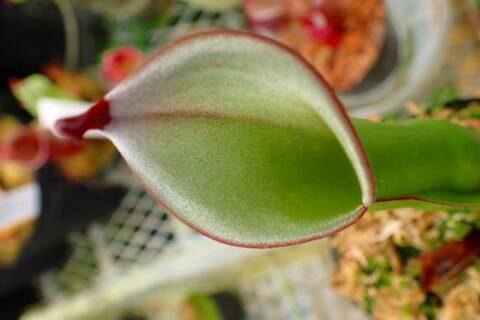 Heliamphora（ヘリアンフォラ）の商品一覧 | Y's Exotics （山田