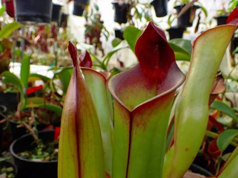 商品一覧 - Y's Exotics （山田食虫植物農園）