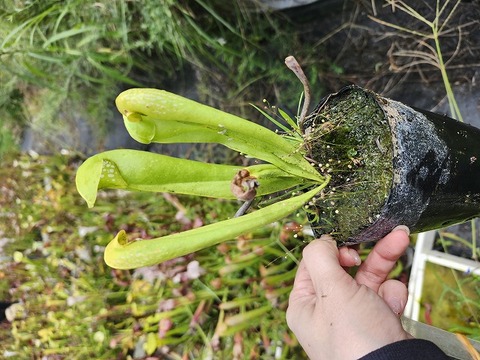 商品一覧 - Y's Exotics （山田食虫植物農園）