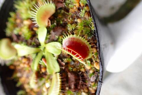 商品一覧 - Y's Exotics （山田食虫植物農園）