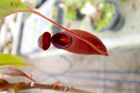 Nepenthes（ネペンテス/ウツボカズラ）の商品一覧 | Y's Exotics