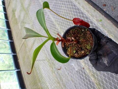 Y614 5-3 N. [(thorelii x rafflesiana) x thorelii squat] x lowii Kinabalu