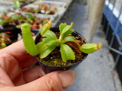 J152 5-1 [YA-29] N. truncata 広島実生系 Y's Lab