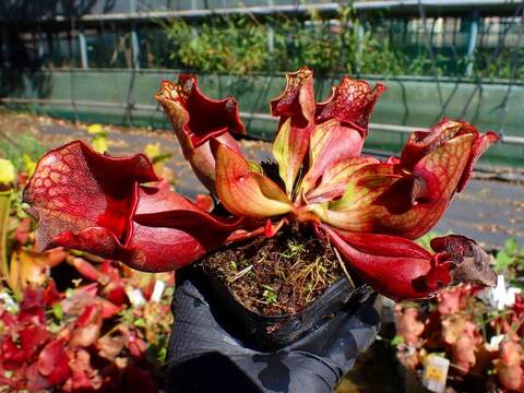 G982 S. purpurea ssp. venosa (seedling)