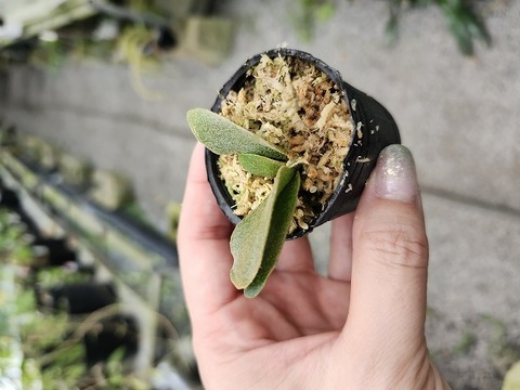 商品一覧 - Y's Exotics （山田食虫植物農園）